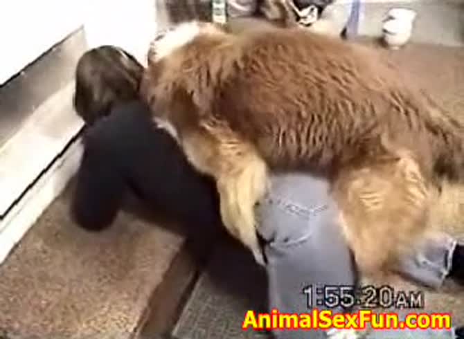 Video :Lady destroyed her jeans for some intense dog sex